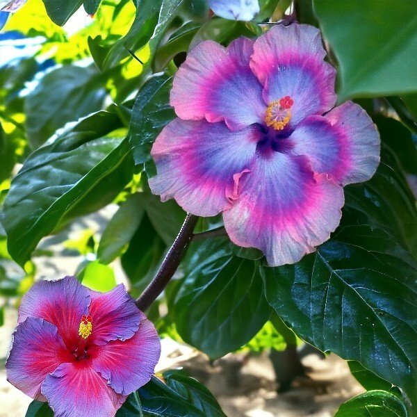 30pcs Multicolor Hibiscus Seeds – Rare Non-GMO Heirloom Variety for Your Garden