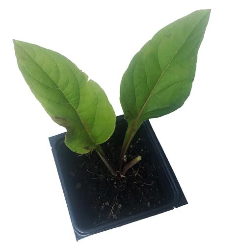 Cup Plant (Silphium perfoliatum) 2.5 in Pot Herbaceous Perennial Live Plant