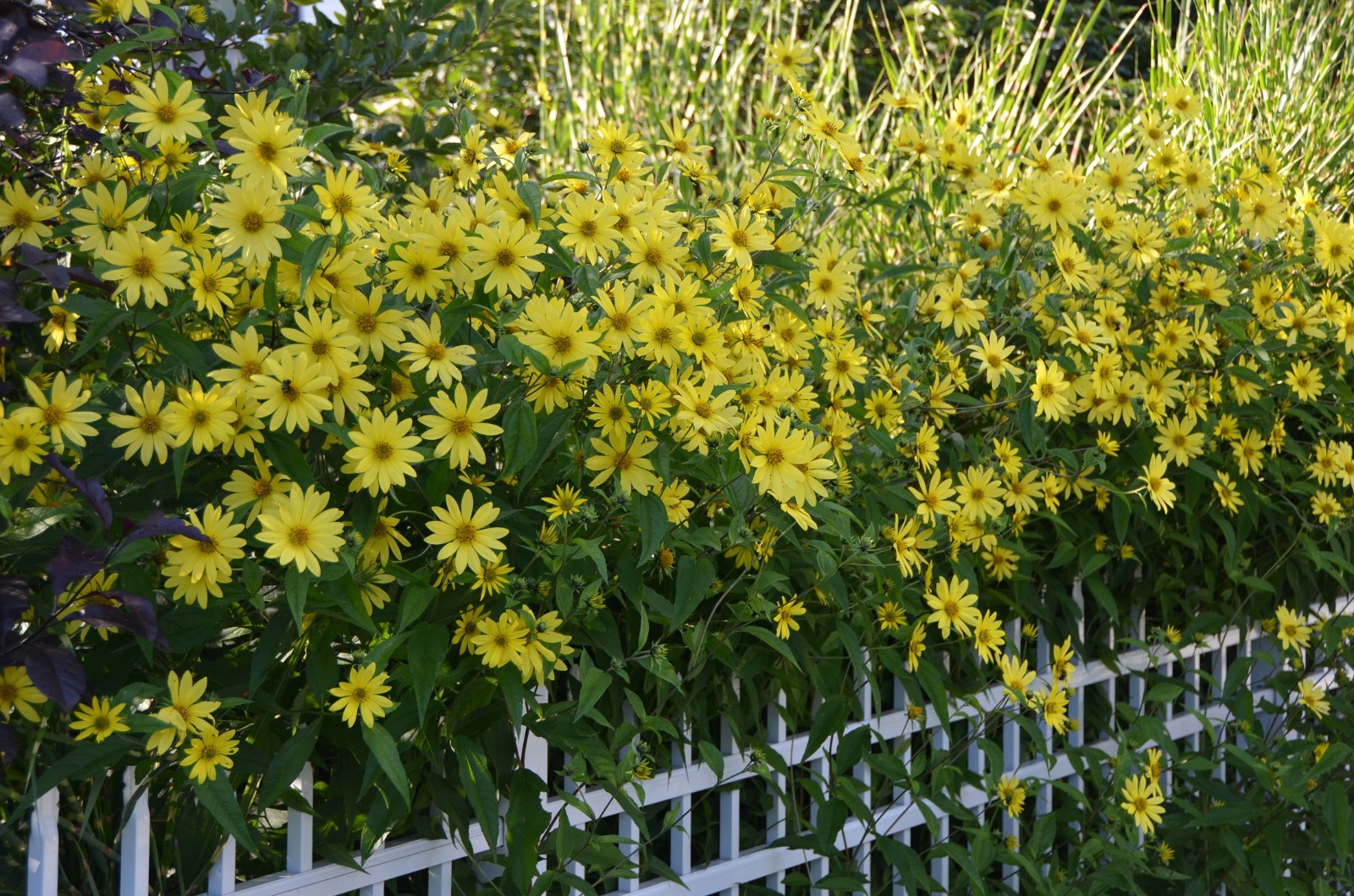 Lemon Queen Sunflower Seeds Free Shipping!