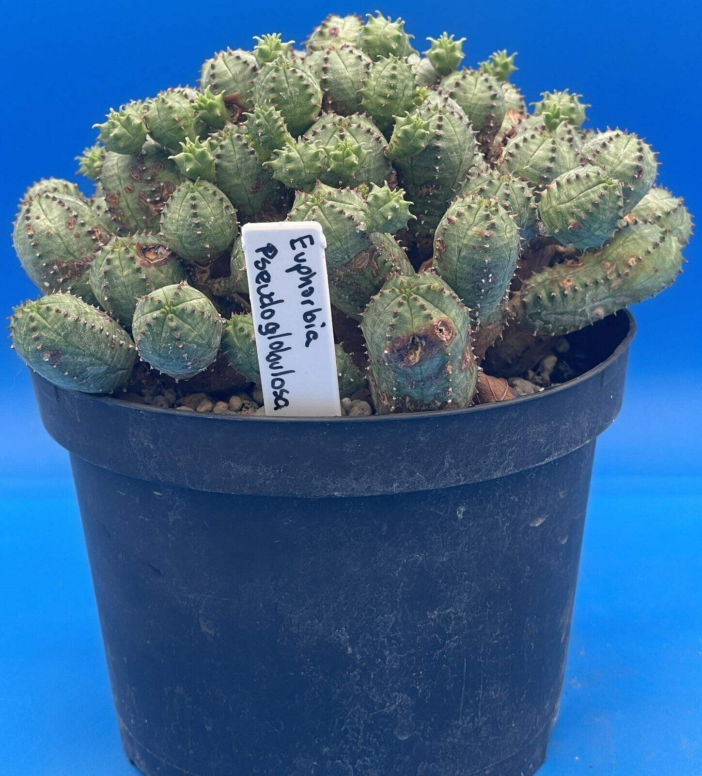 Euphorbia Pseudoglobulosa OLD XL Specimen Grown In 6″ Pot
