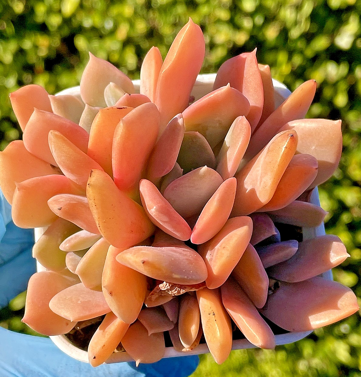 Rare Succulent Echeveria Misty Lilac 5-Head 3 Inches Pink Rooted Live Plant