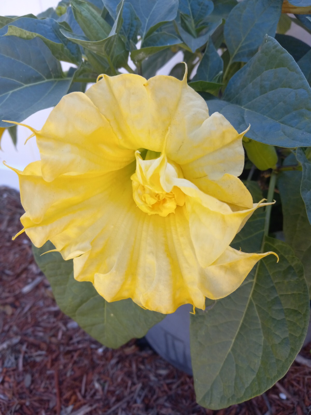 Datura Ballerina Double Triple Yellow | Devil’s Trumpet Flowers | 15 SEEDS