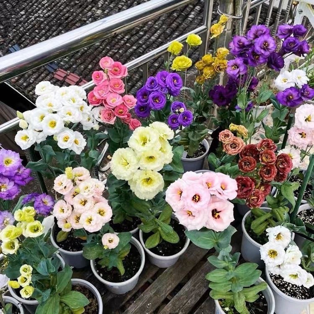 20 EXOTIC rare LISIANTHUS SEEDS for garden exotic flower plant beds USA SELLER