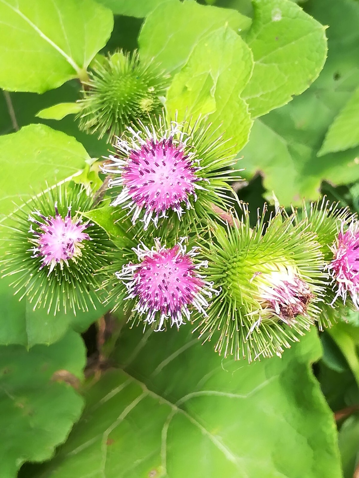 Greater Burdoch, Arctium Lappa 1/4 Tsp.