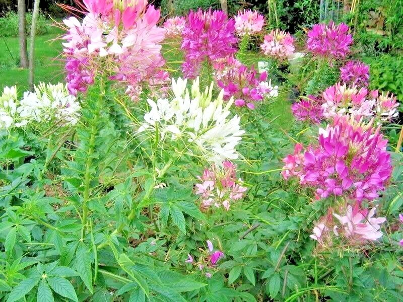 500+SPIDER PLANT Mix Seeds Container Summer Flower Garden Drought Heat Fast Easy