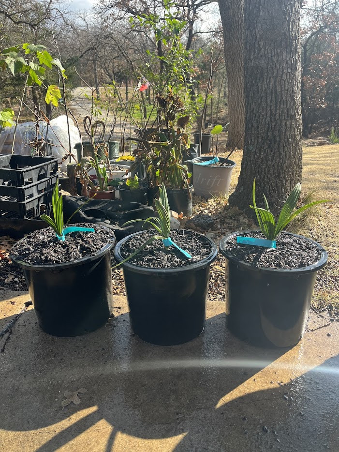 Sabal lougheediana – Extremely Rare Bonaire Palm | Conservation Grown | 1-Gallon