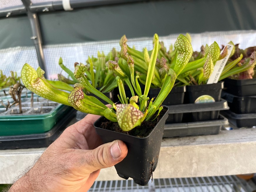 Scarlet Bell Pitcher Plant – Sarracenia Scarlet Bell – Carnivorous Plant