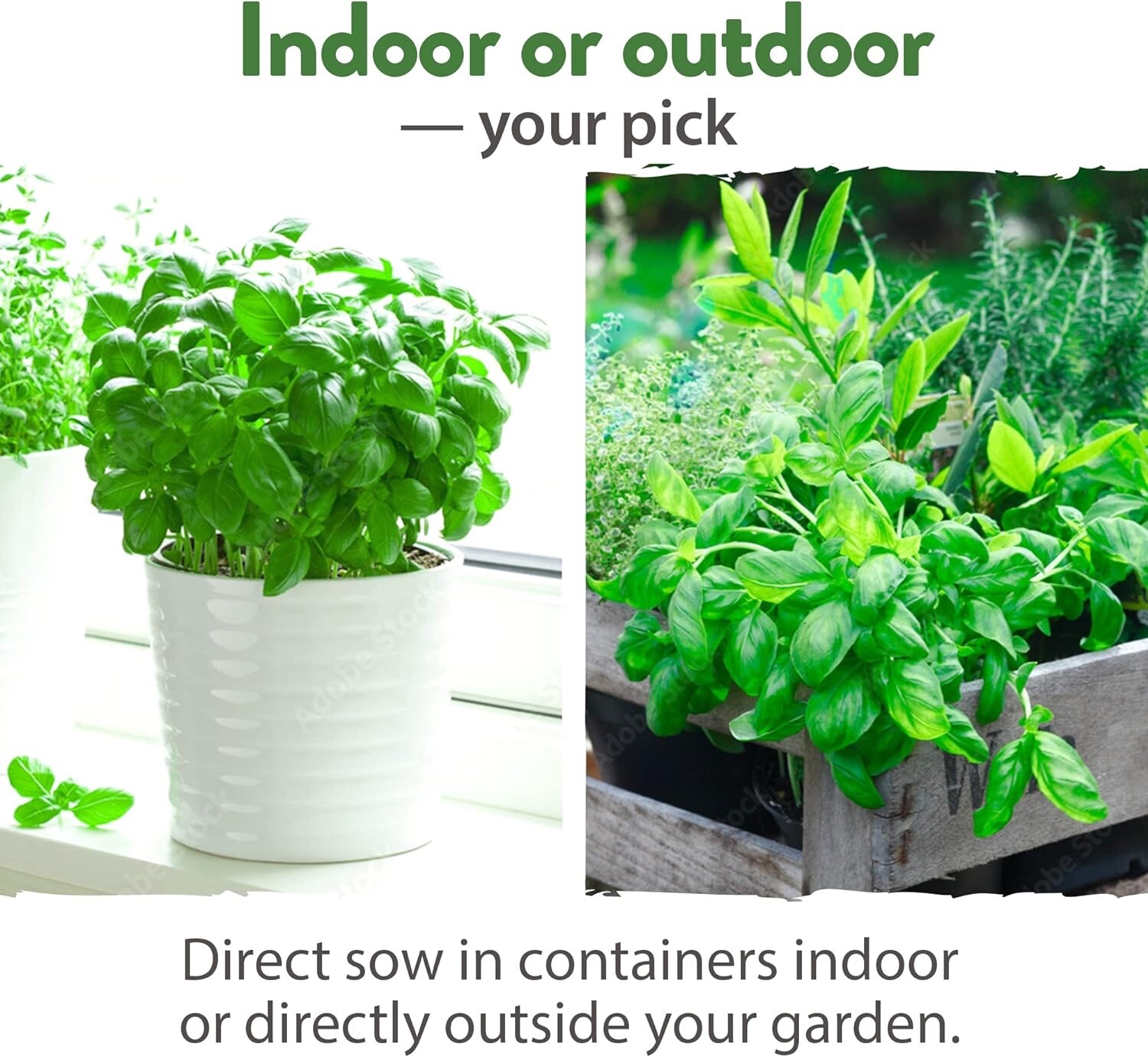 HOME GROWN 15 Culinary Herb Seeds Heirloom & Non GMO High Germination Rate Basil