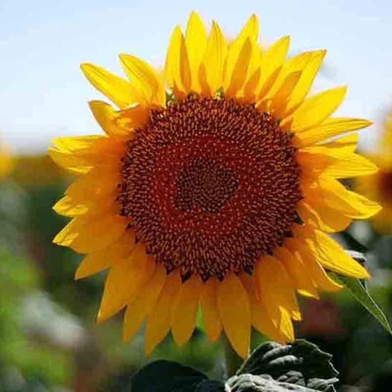 100+ SUNFLOWER RARE SEEDS MIX BEAUTIFUL FLOWERS BLOOMS MULTIPLE VARIETY GIANT US