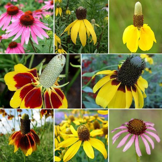 Coneflower CONEHEAD Mix Echinacea 90% Perennials 7 Flower Species USA 400+ Seeds