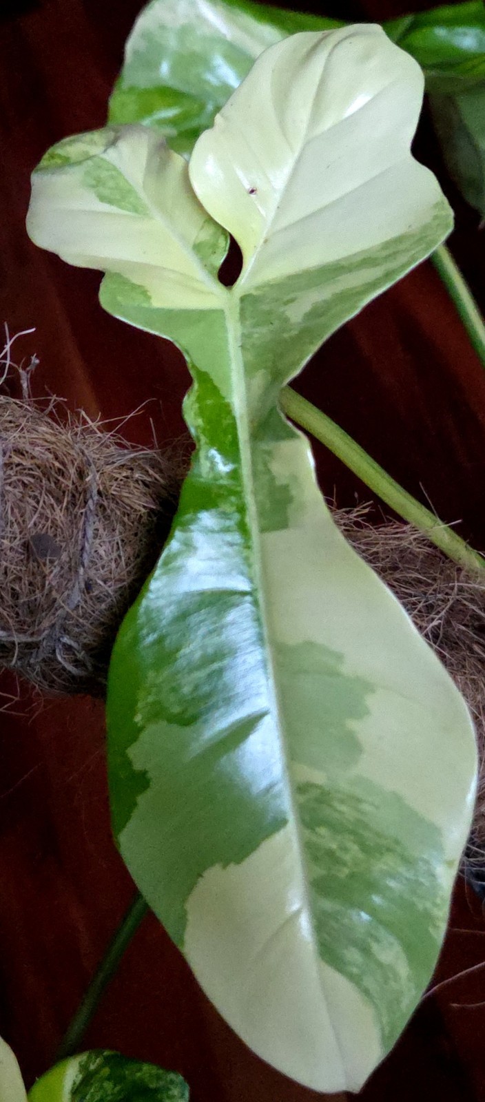 Rare XL Philodendron Florida Beauty X Paraiso Verde 28″ Wide 14″ Leaf Monstera