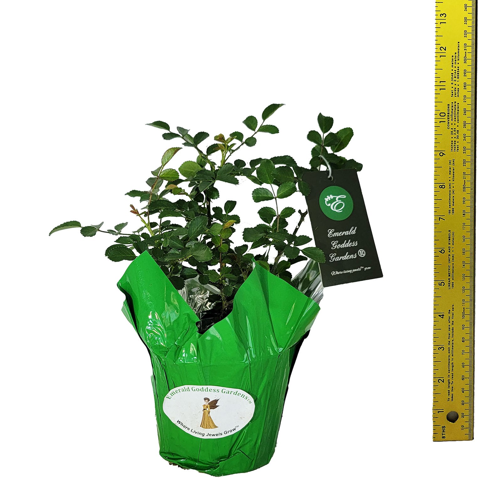 SEVEN SISTERS Old Garden Heirloom Climbing Rambler Rose Bush Plant Double Pink
