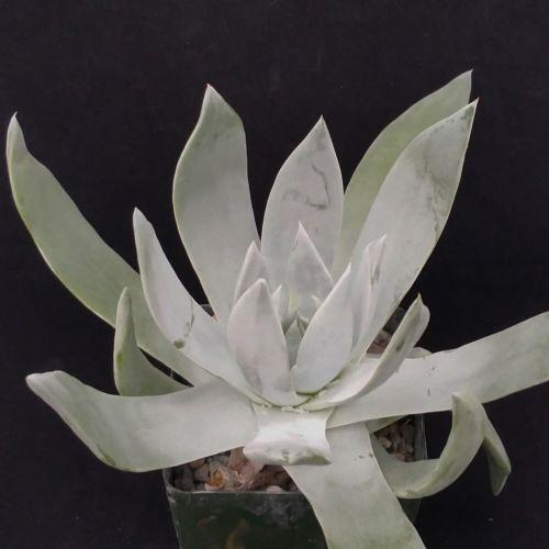 Giant Chalk Dudleya ‘Dudleya brittonii’ cactus Cacti Succulent real live plant