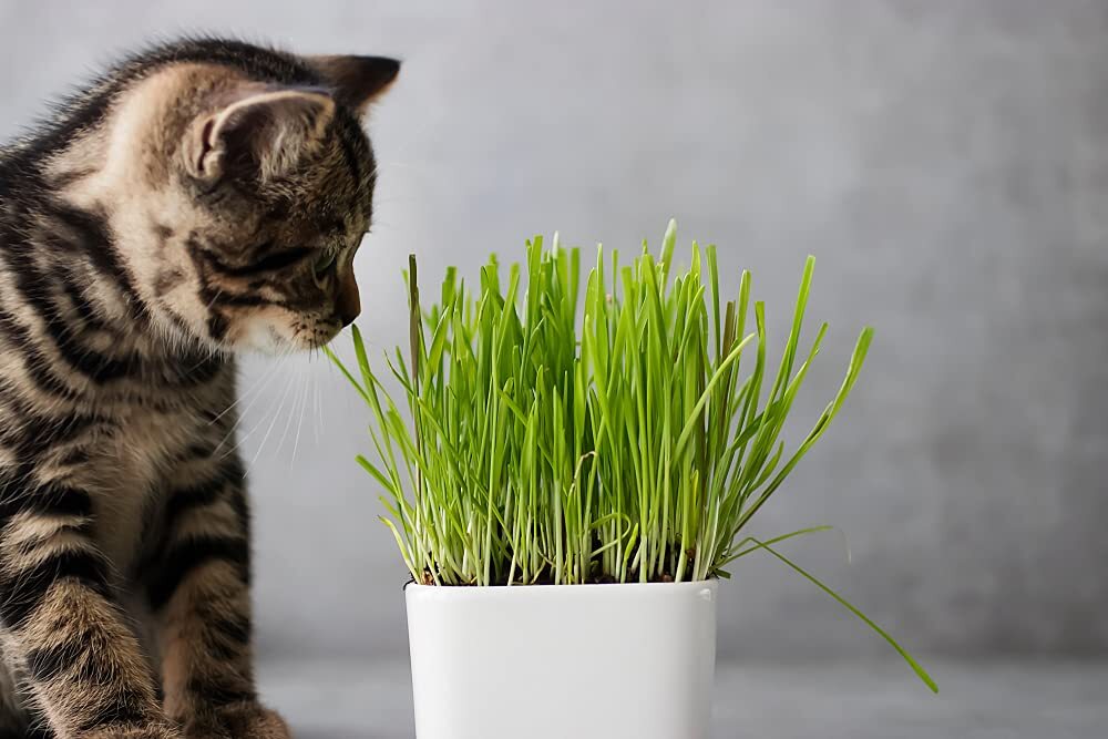 Cat Grass Seeds for Growing | 4 Way Blend, Rye, Wheat, Oats and Barley | Made in