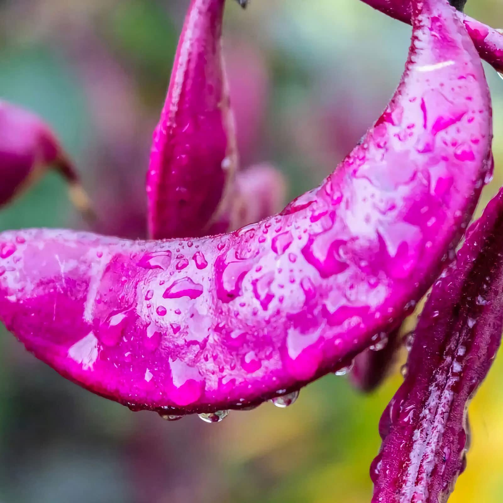 30 Pcs Non-GMO Purple Hyacinth Bean Seeds Red Leaved Plant Vine Seeds Purple Flo
