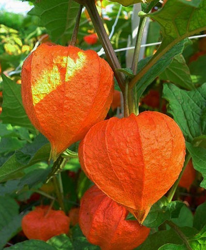 CHINESE LANTERN * PHYSALIS * ORANGE _RED LANTERN * EZ GROWER * DRIED ARRAINGEMEN