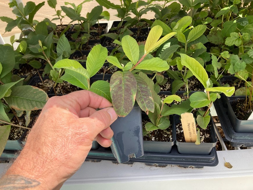 Peruvian White Guava Tree – Psidium Guajava – White Guava Plant
