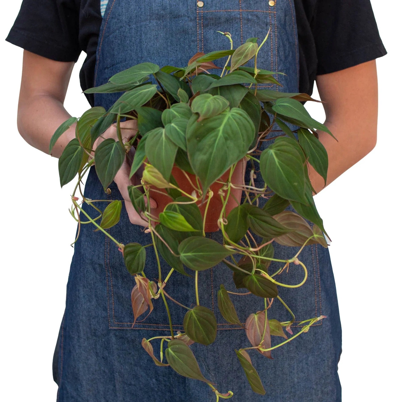 Philodendron ‘Velvet’ • Velvety Dark Green Leaves • Rare Textured Beauty