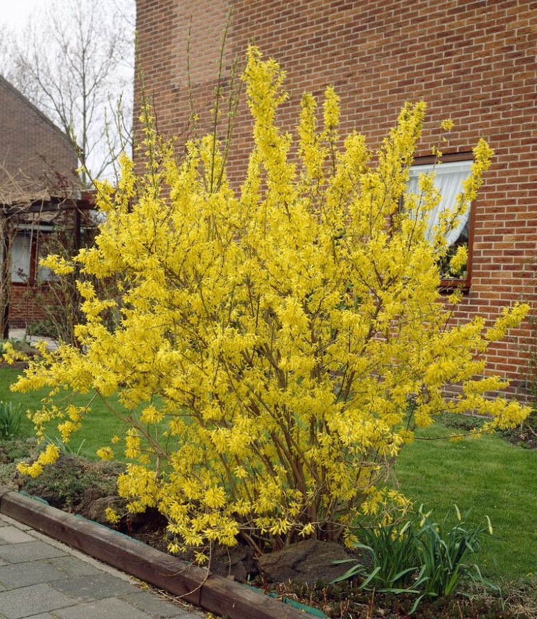 Live Lynwood Gold Forsythia Plant – 2.5” Pot – Early Spring Yellow Flower Shrub