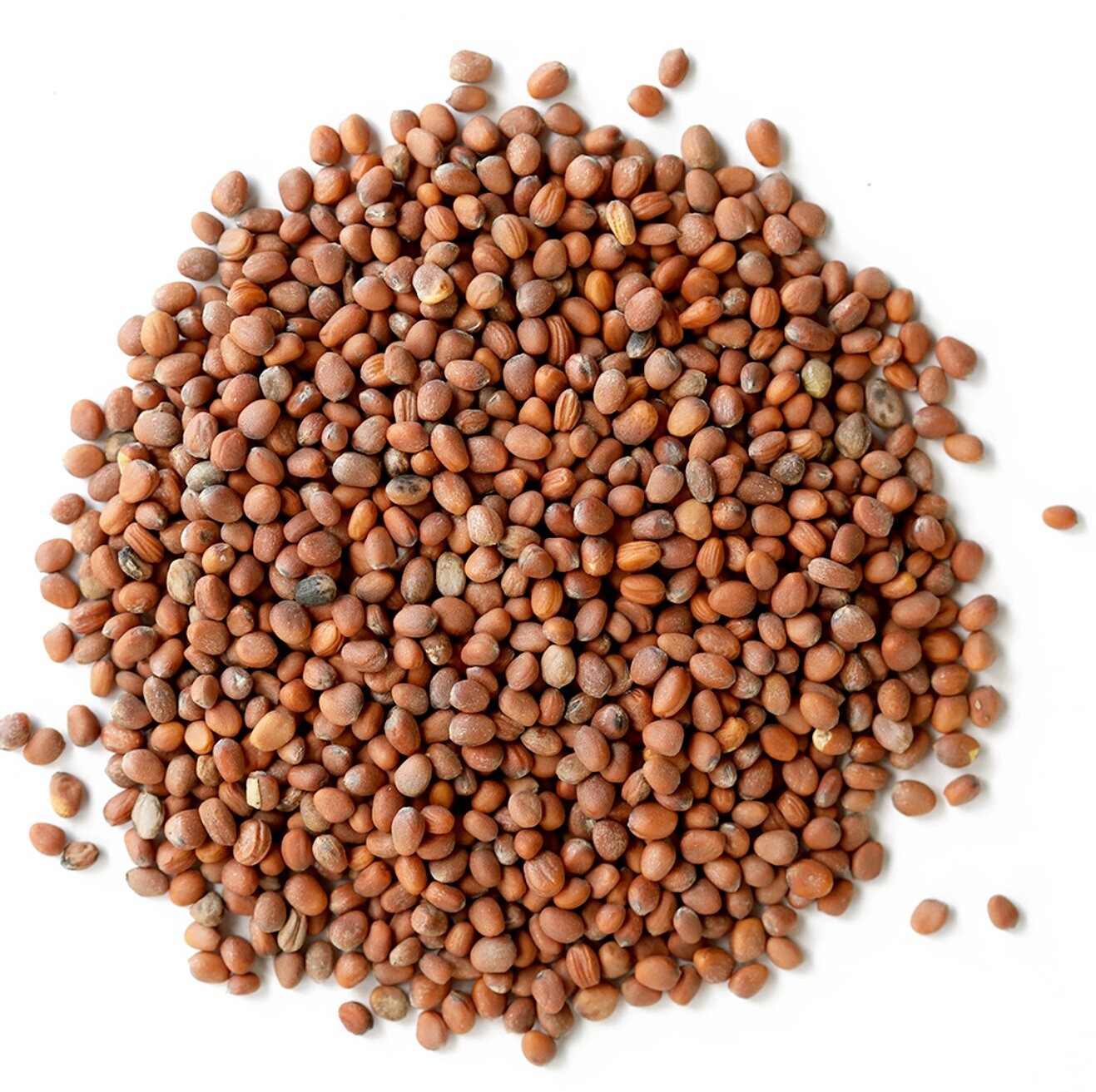 Daikon Radish Seeds – Fast Growing, Edible, Sprouting, Cover Crop NON-GMO