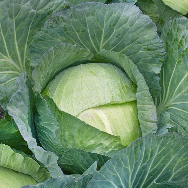 500+ Cabbage Seeds – All Seasons Cabbage, culinary VEGETABLE, Non-GMO, Heirloom