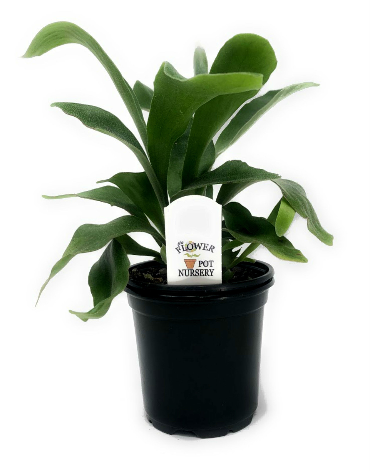 FlowerPotNursery Staghorn Fern Platycerium bifurcatum 4″ Pot