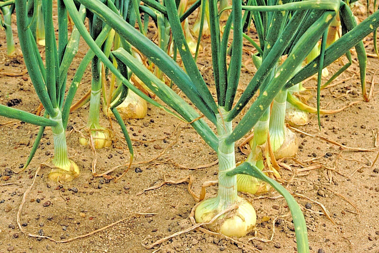 Vidalia Sweet Onion Seeds Organic Non-GMO 110/170 Days Spring/Fall Garden rsc2a1