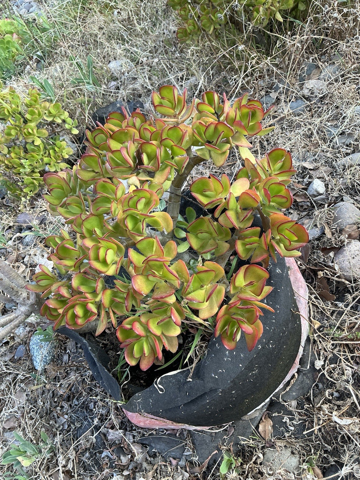 healthy jade plant with roots, Around 13” tall, rooted