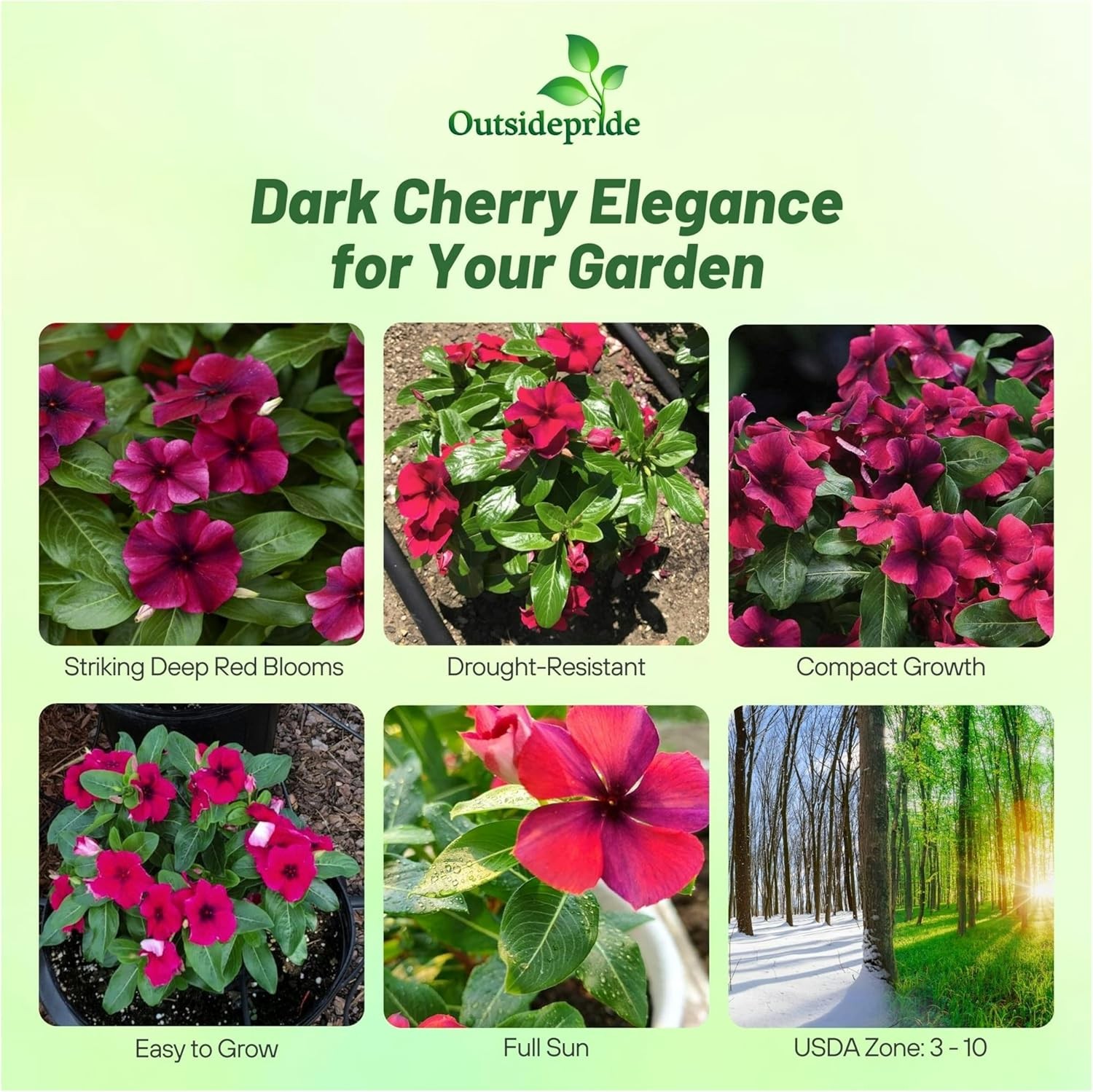 50 Seeds Dark Purple Perwinkle Seeds For Planting | Black Cherry Vinca
