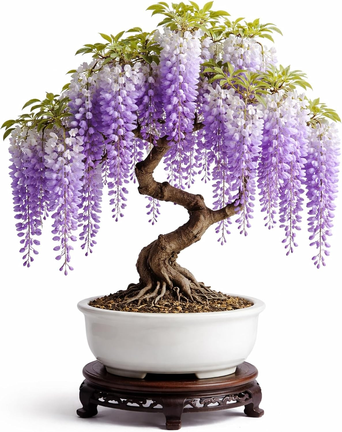 Wisteria Bonsai Starter Tree (1 Year Old Live Plant) – Wisteria Floribunda Seedl