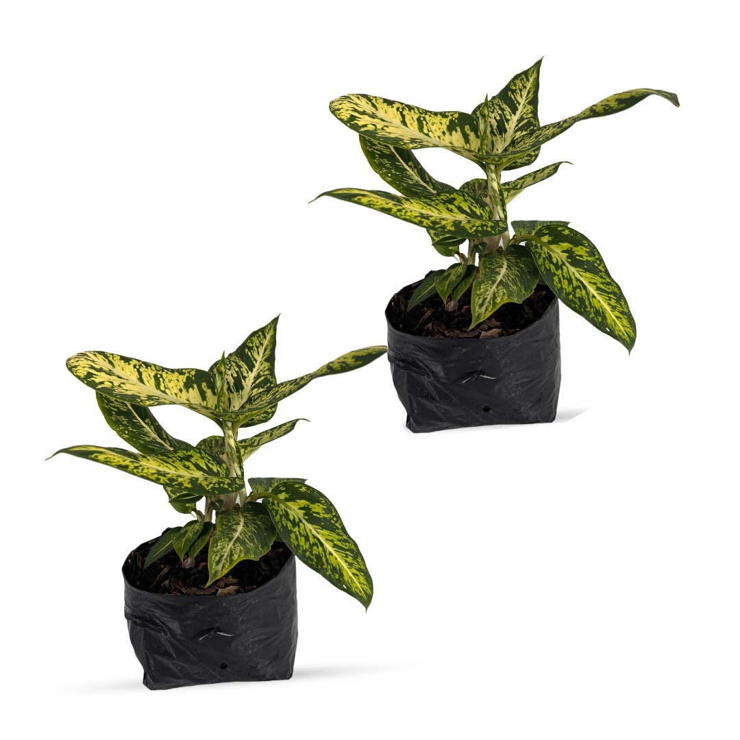 Aglaonema 2 (2pack) by LEAL PLANTS ECUADOR | Chinese Evergreen