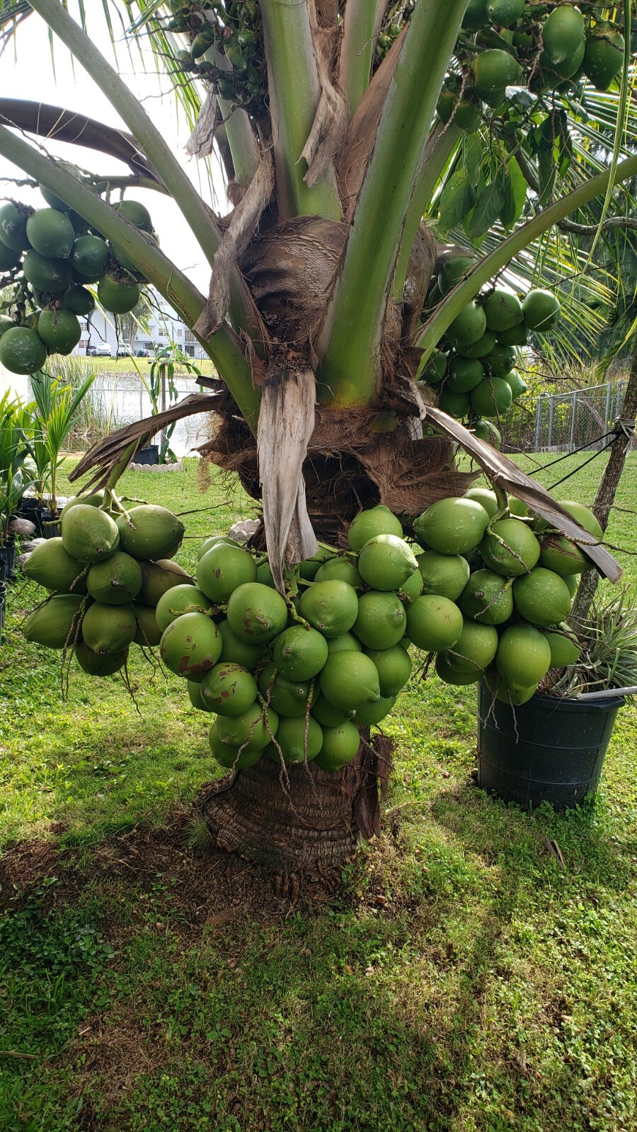 1 Coconut palm tree Malayan green Dwarf Variety
