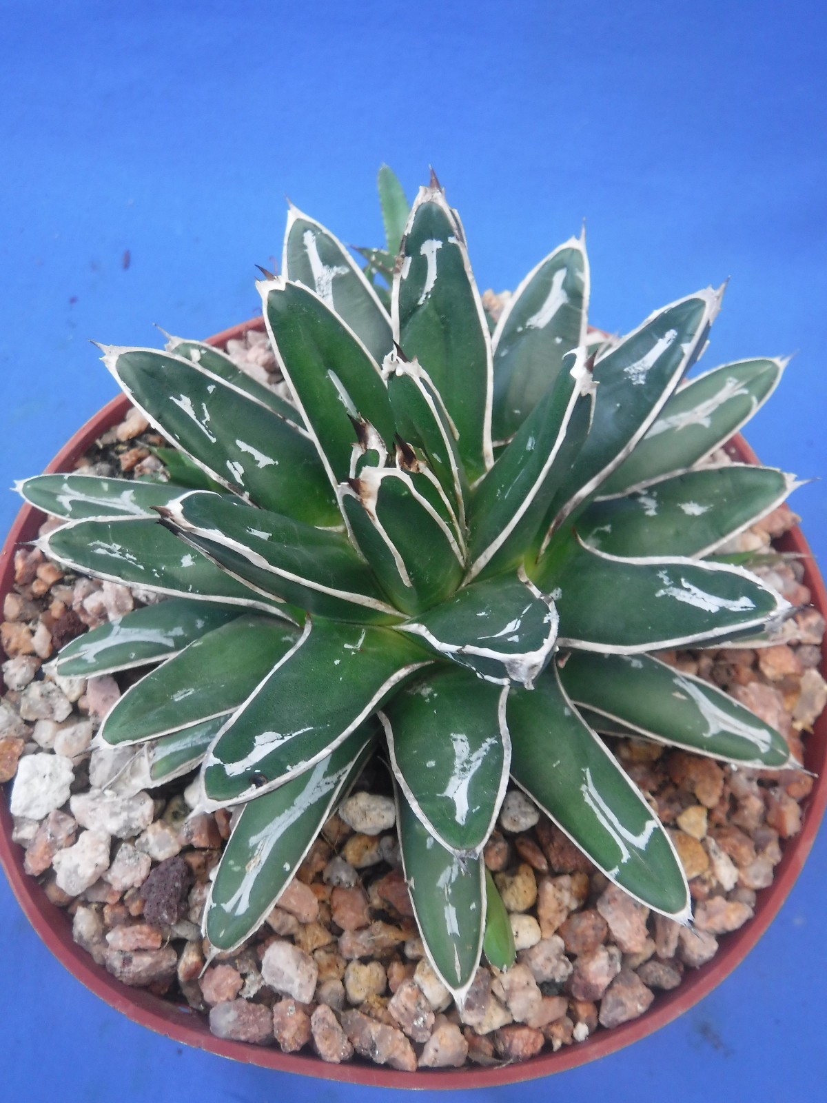 Agave victoria-reginae compacta Queen Victoria Agave 5″ Wide + 4 PUPS! I5