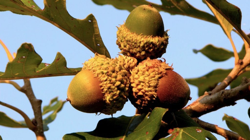 BUR, SAWTOOTH, CHINKAPIN, CHESTNUT & SOUTHERN RED OAK ACORNS (5 EACH)