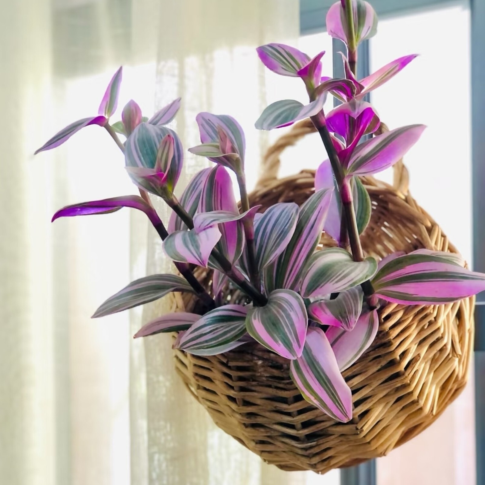 3 Unrooted 3”-4” Tradescantia Nanouk Cuttings Rare Pink Wandering Jew Houseplant