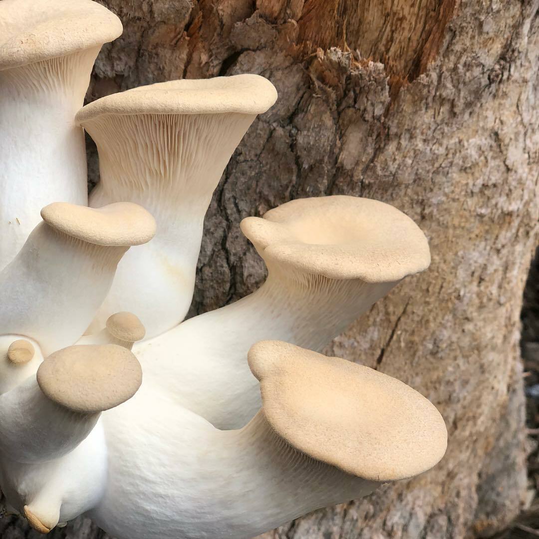 Seeds Oyster Mushroom Royal Mycelium Spawn Dried Spores Organic