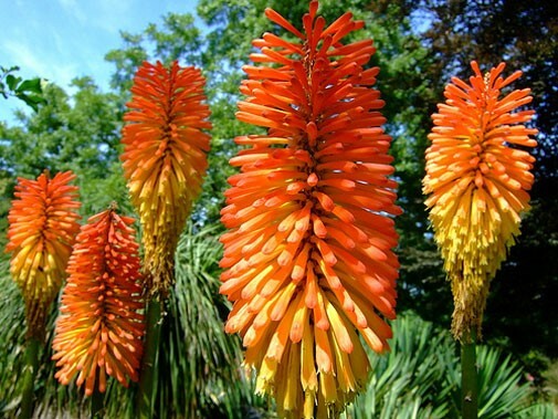 Kniphofia linearifolia | Linearis| Marsh & Red Hot Poker | Torch Lily | 10_Seeds