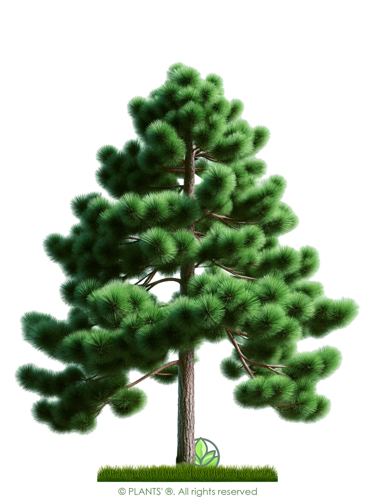 Loblolly Pine Tree | Premium Seeds | Pinus taeda | Plants’®