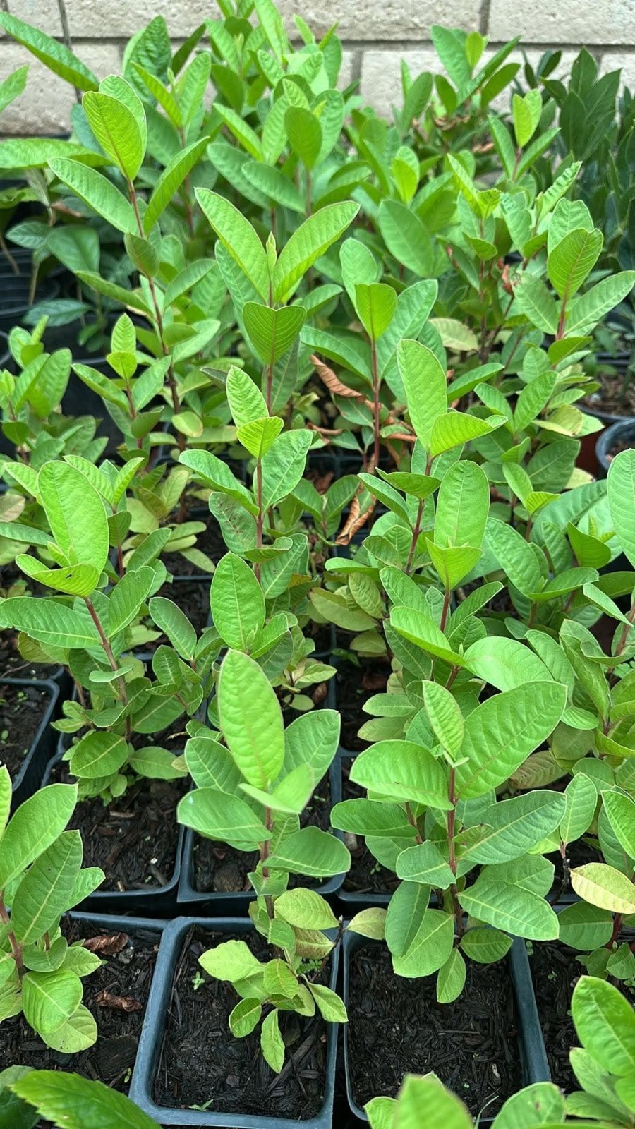 Mexican White Guava Plant Live 4 inch Pot – Sweet Tropical Fruit