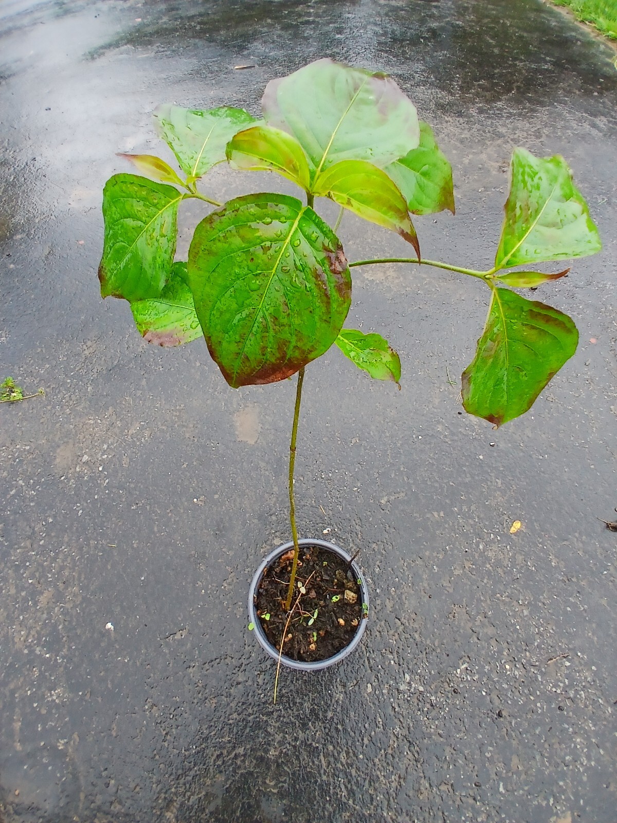 Pink Flowering Dogwood Tree 15″ +tall, Well Rooted Plant in quart pot