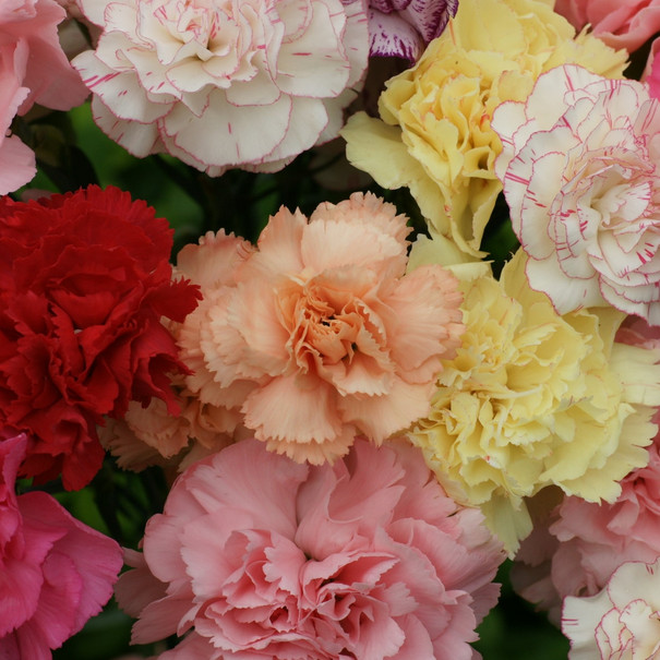 Chabaud Mix Carnation Seeds | Heirloom | Free Shipping | Flower Seeds | 1249
