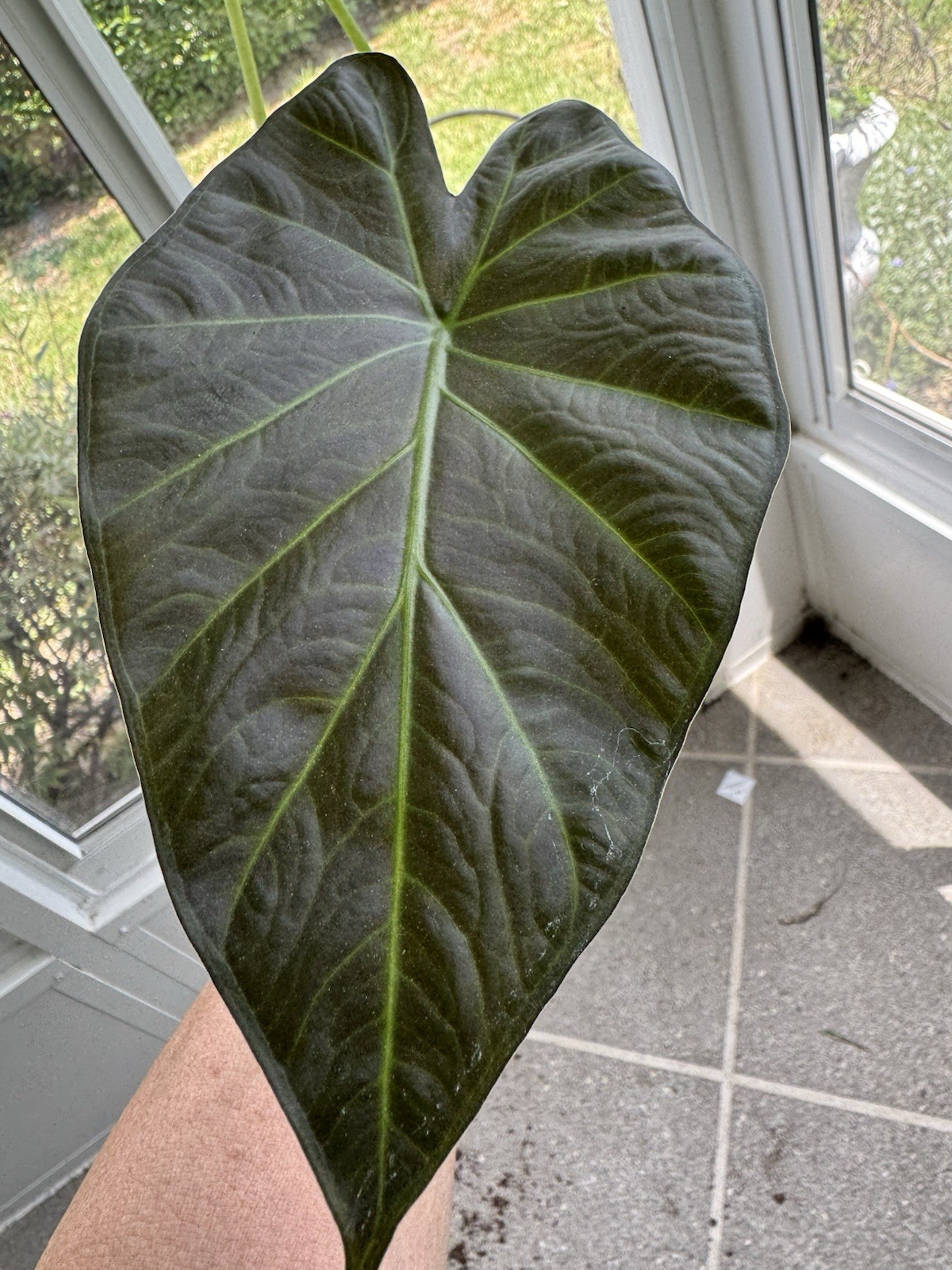 Alocasia Regal Shield in 5” Grow Pot — Tropical Aroid (Elephant Ear) Only 4 left