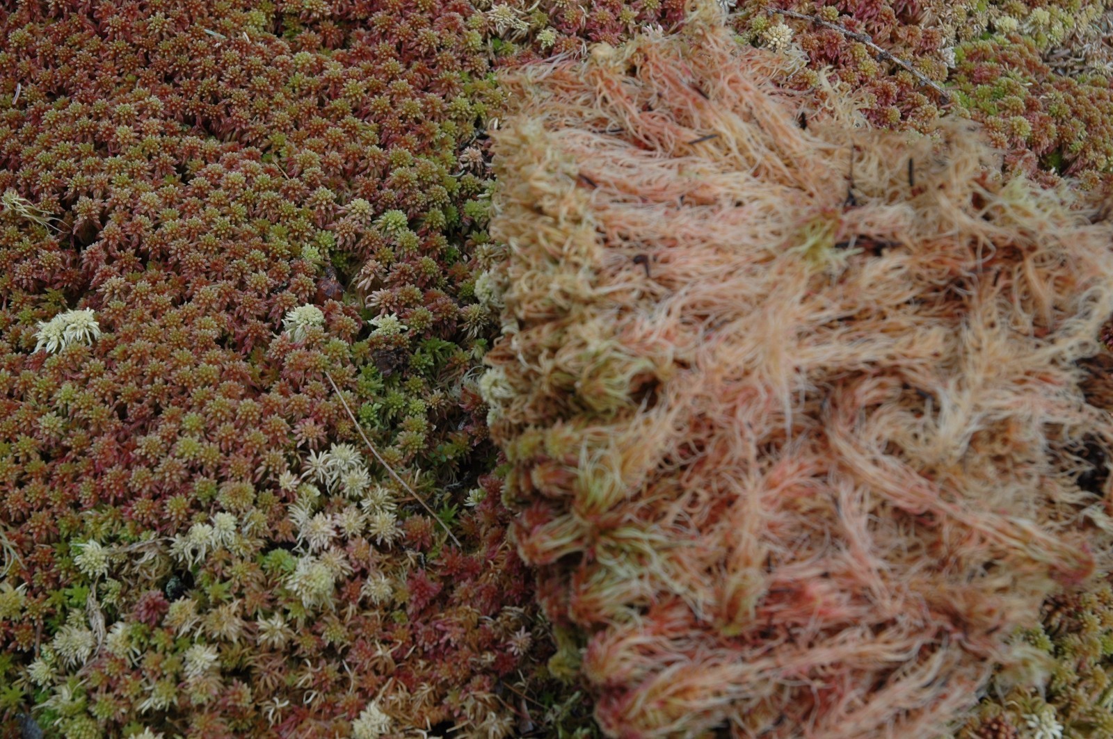 RED SPHAGNUM MOSS FRESH 3 ONE-GALLON BAGS 15 LBS FOR TERRARIUM BOG GARDEN