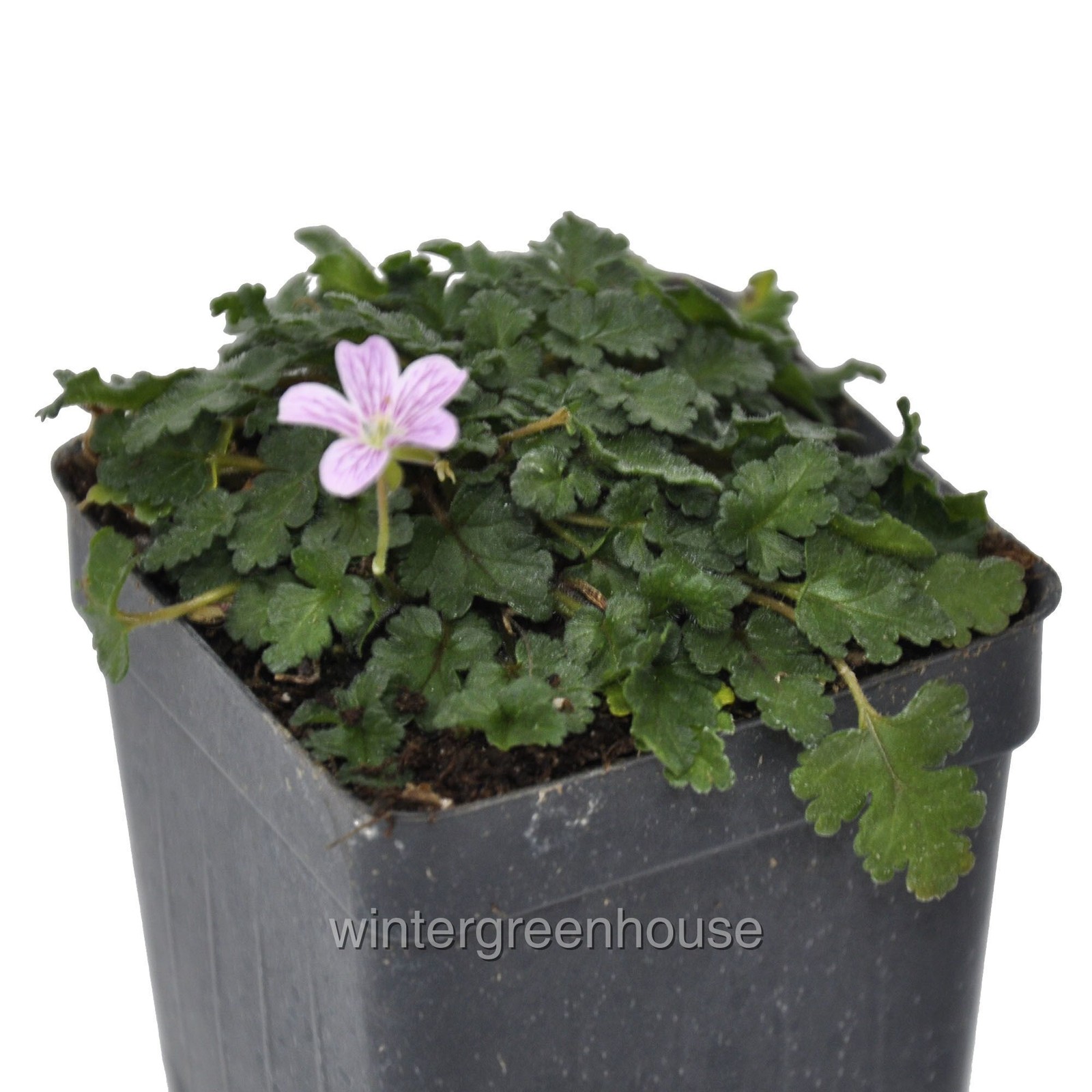 Erodium x variabile ‘Flore Pleno’, Heron’s Bill, Container Size: 3″ (2.6×3.5″)