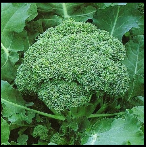 CALABRESE Broccoli 500 – 4000 SEEDS Green sprouting Heirloom Delicious Non-GMO B