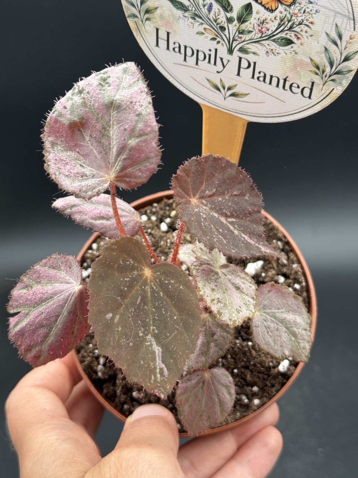 Begonia Stormy Sunset – 4″ Pot Live Plant – Free Shipping