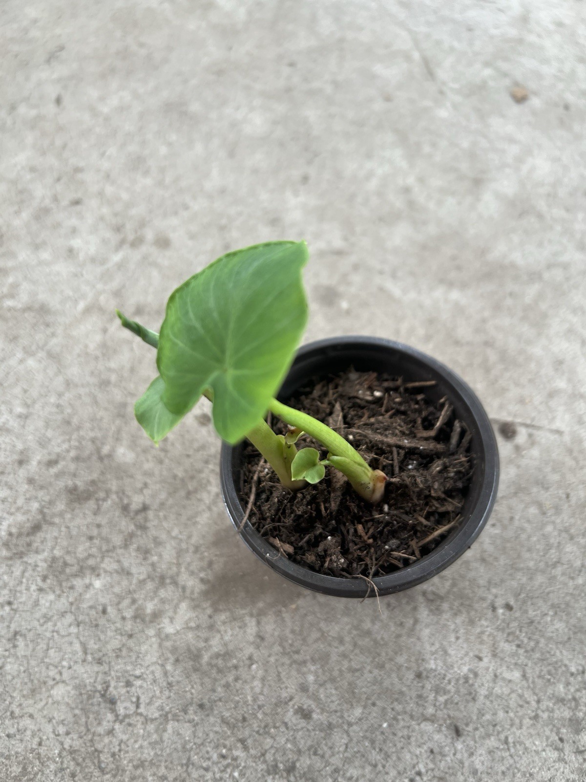 Taro Plant With Pot Taro Root Bulbs Elephant Ear Ready To Plant