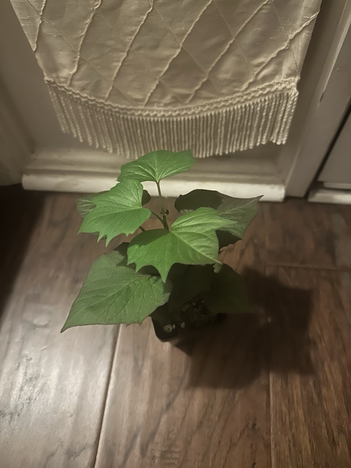 Potted Sweet Potato Plant – Red Garnet – Vining Type- Non GMO & Chemical Free