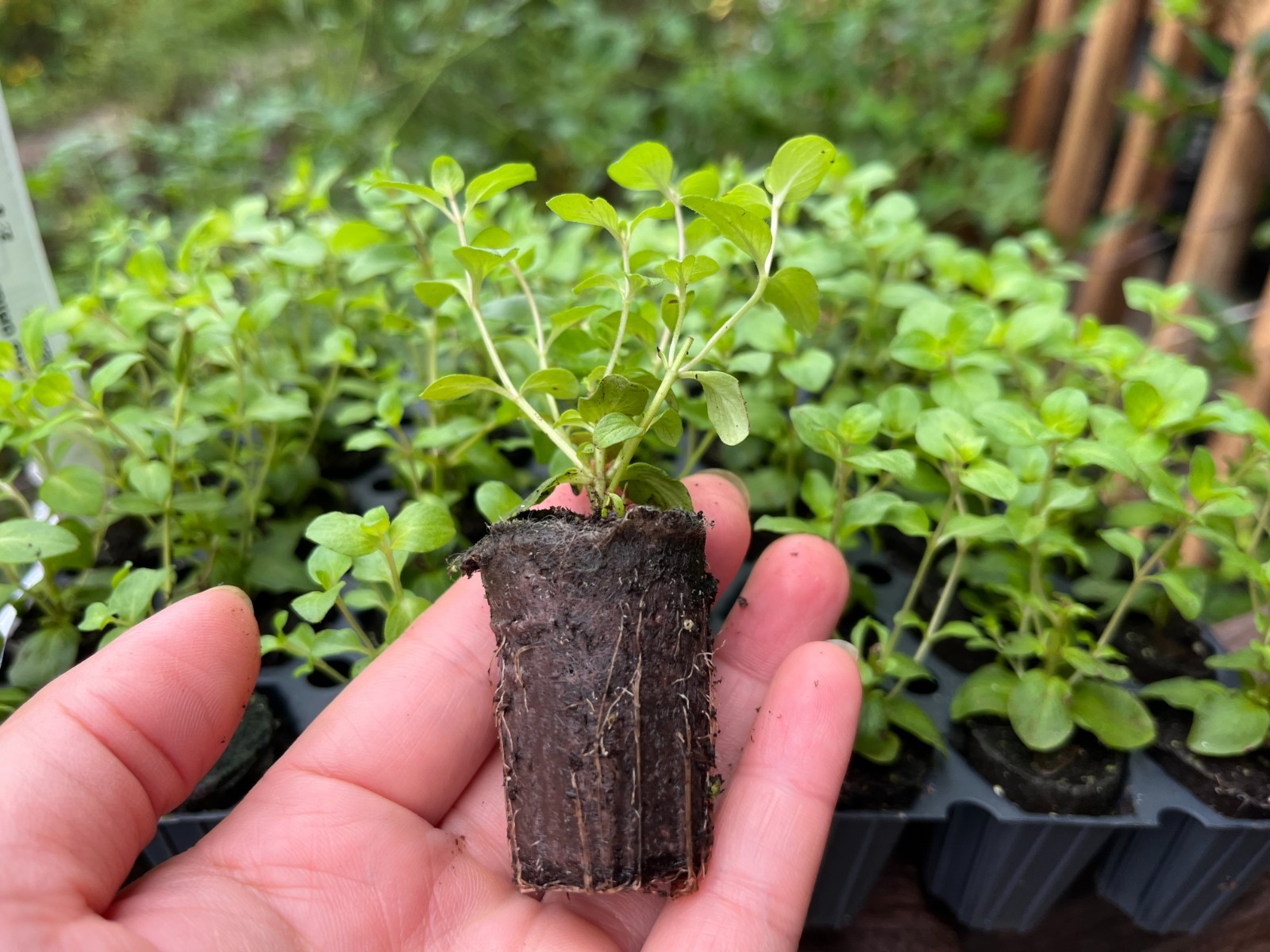 Origanum Kent Beauty, Ornamental Cascade Oregano Herb Plant, Well-rooted Plug