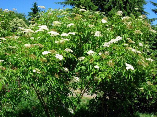 American Elderberry Plants – Sambucus canadensis – 3.5” in Pot 6-12” Height